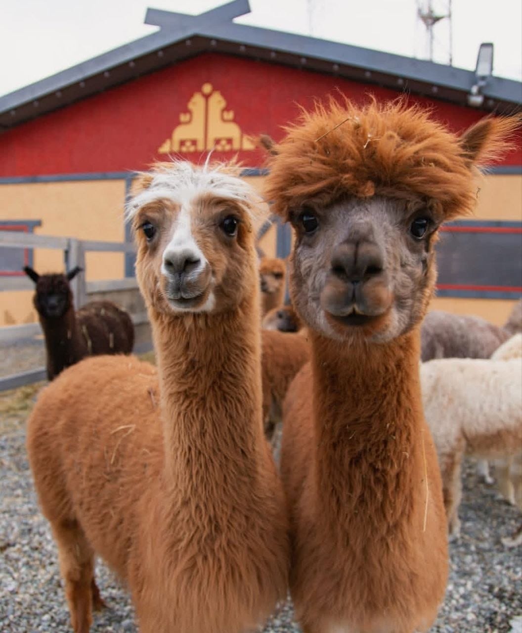 🦙 На территории МЕГА Дыбенко откроется парк альпак
